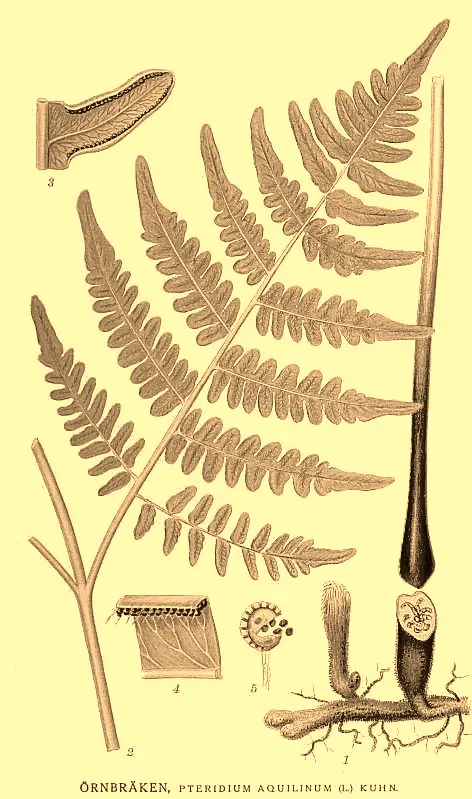 Adlerfarn, historische Tafel