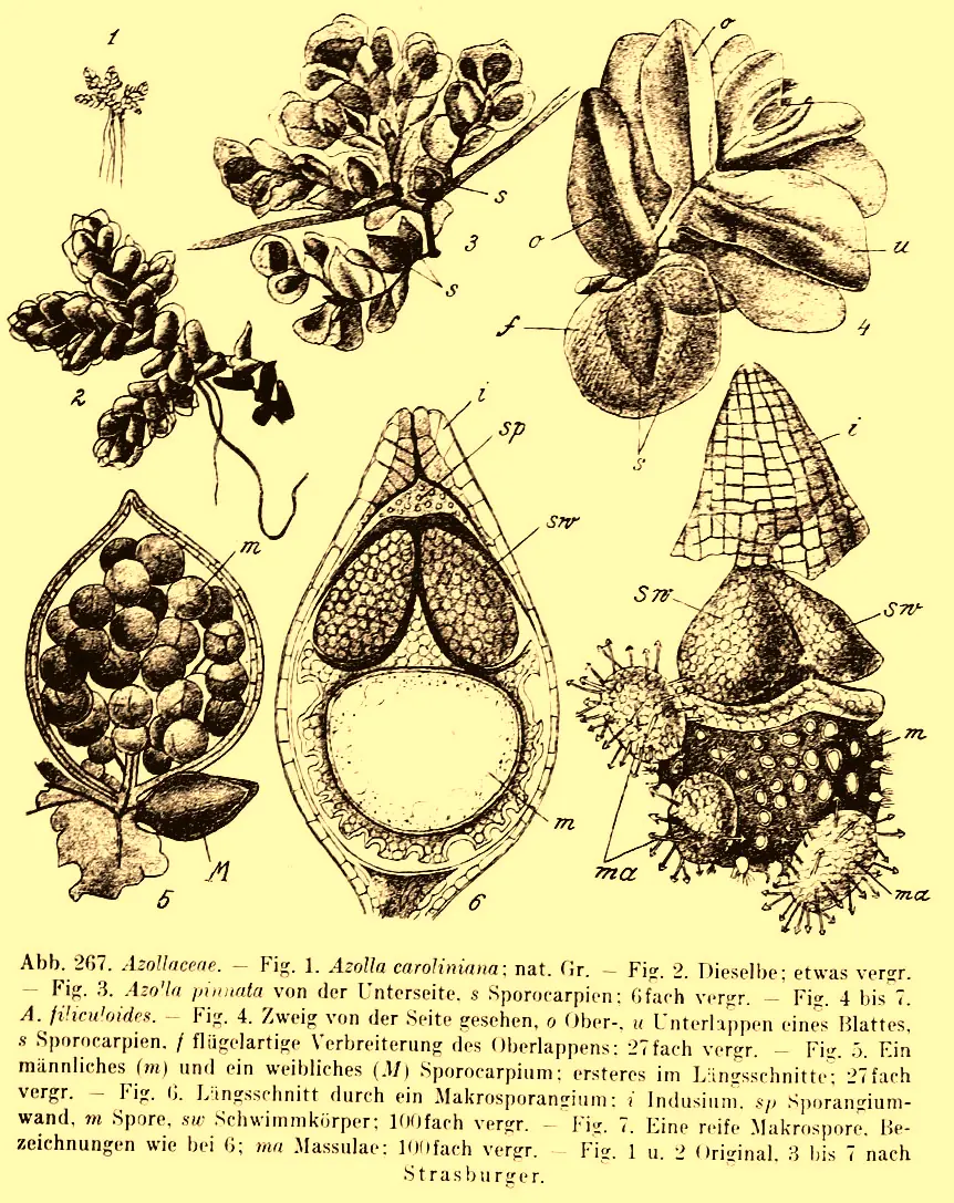 Azolla, historische Tafel