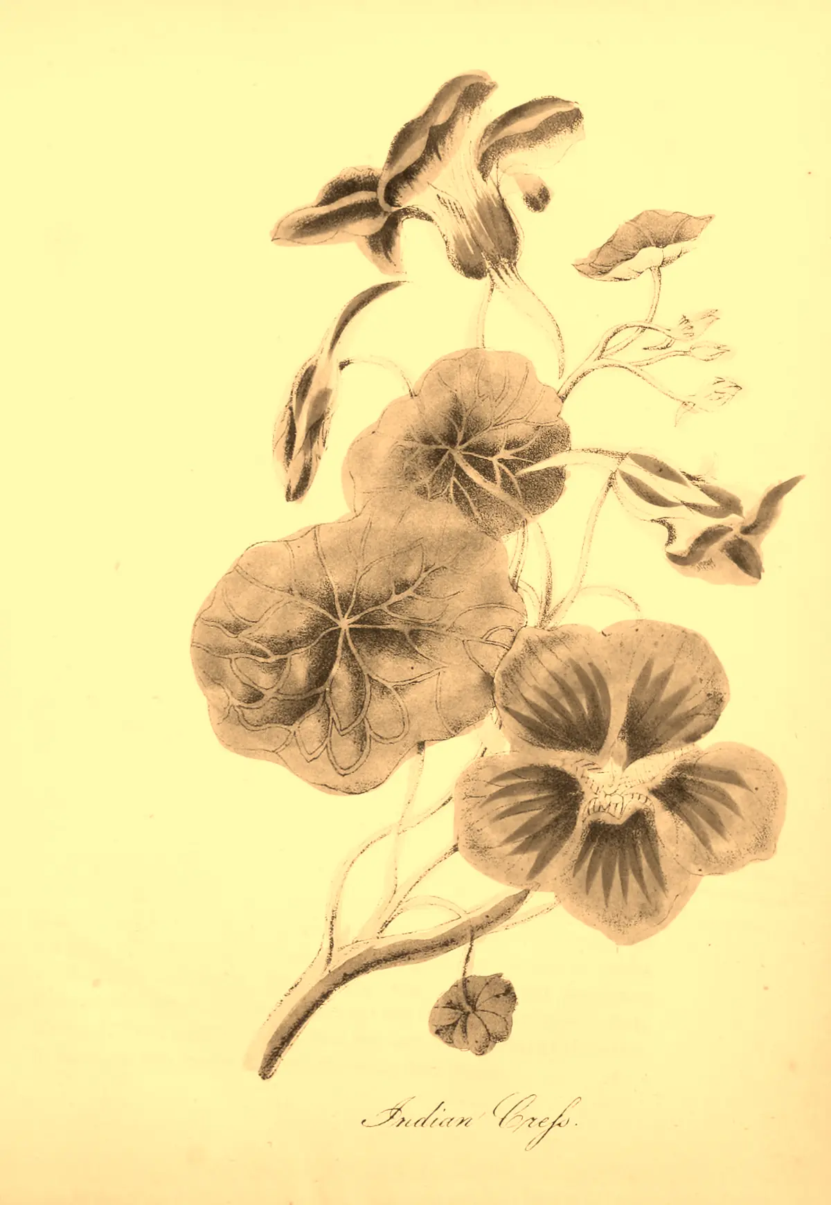 Kapuzinerkresse, historische Tafel