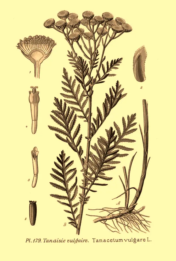 Rainfarn, Tanacetum vulgare