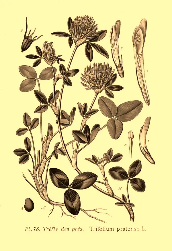 Rotklee, historische Tafel