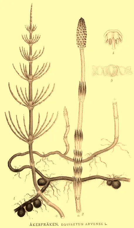 Schachtelhalm, historische Tafel