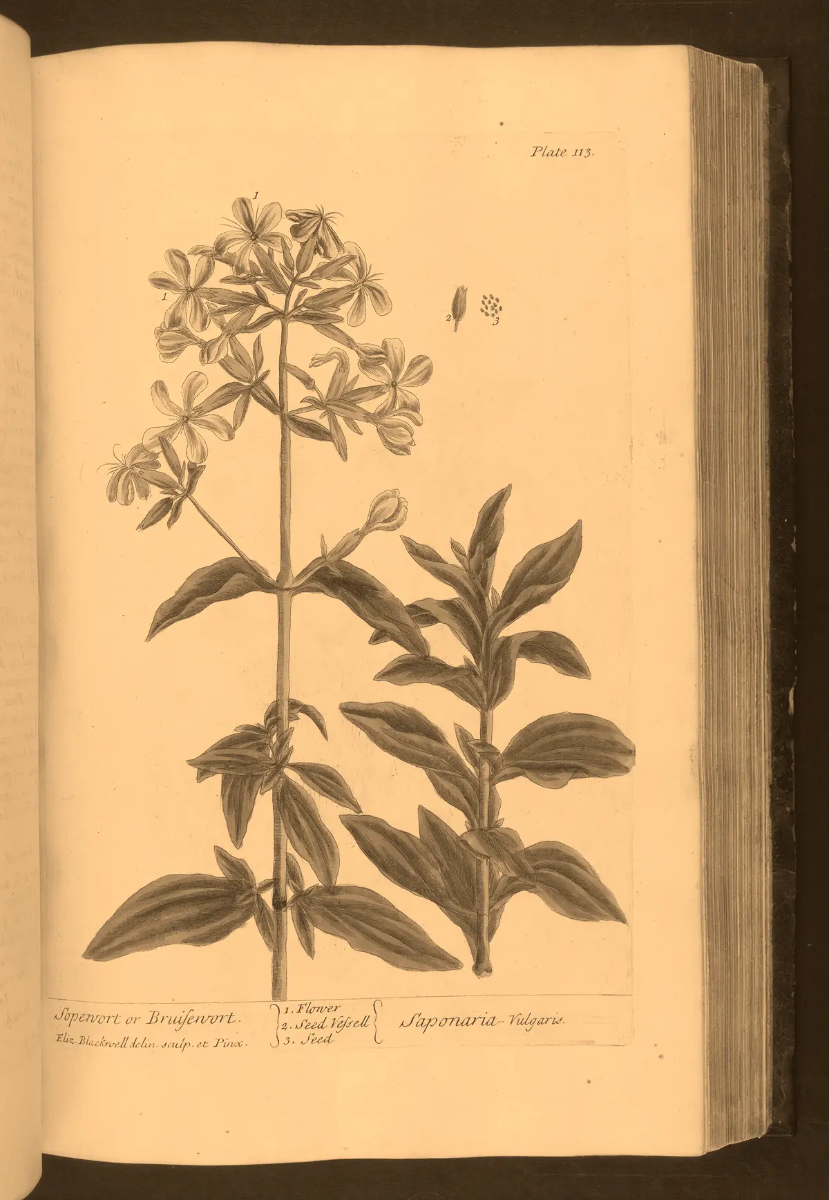 Seifenkraut, historische Tafel