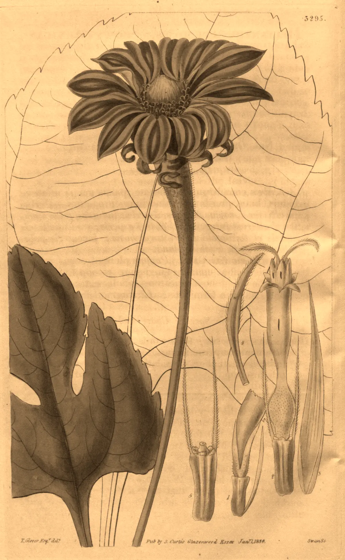 Tithonia, historische Tafel